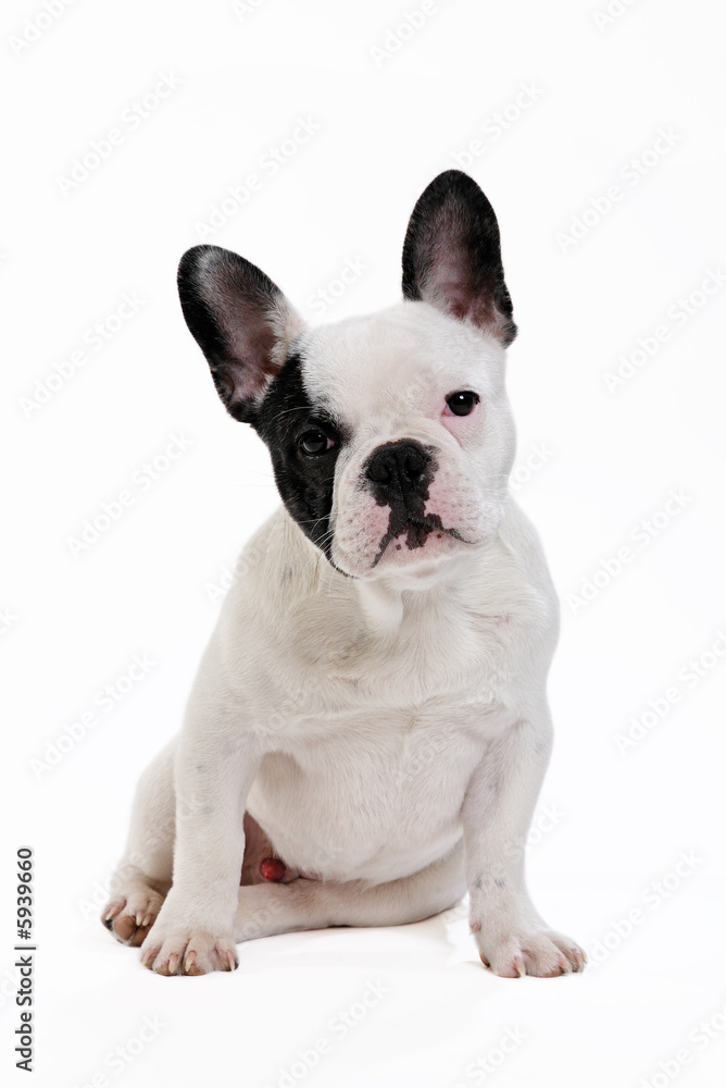 chien bouledogue français sur fond blanc