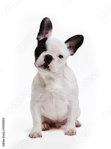 chien bouledogue français sur fond blanc photo