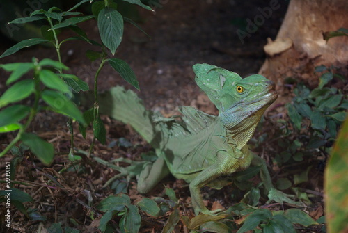 Reptile