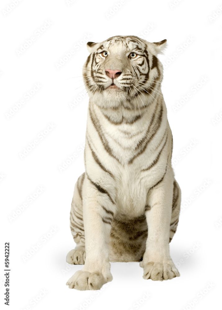 Naklejka premium White Tiger (3 years)