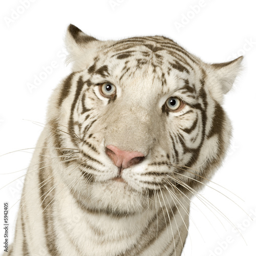 White Tiger   3 years 