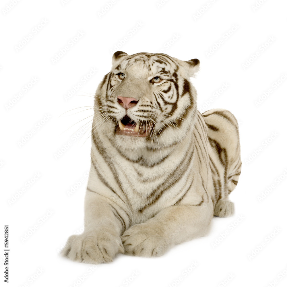 Obraz premium White Tiger (3 years)