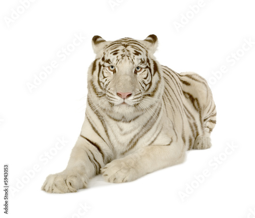 White Tiger  (3 years) © Eric Isselée