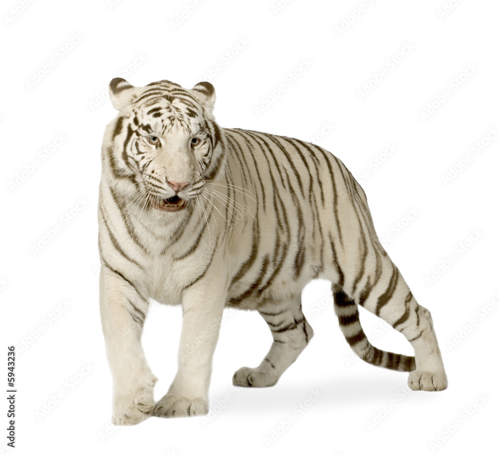 Obraz premium White Tiger (3 lata)