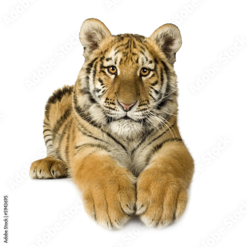 Tiger cub (5 months) © Eric Isselée