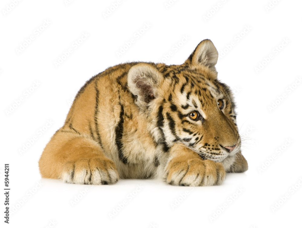 Obraz premium Tiger cub (5 months)
