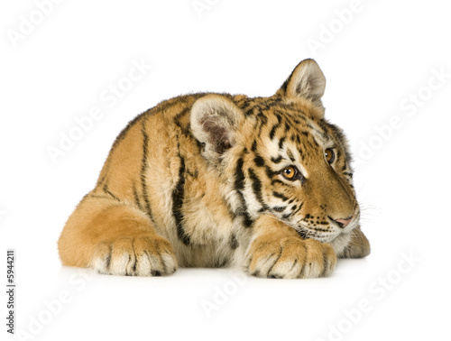 Tiger cub  5 months 