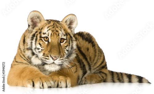 Fototapeta Naklejka Na Ścianę i Meble -  Tiger cub (5 months)