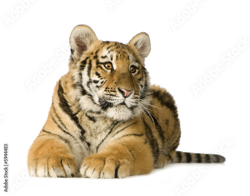 Fototapeta Naklejka Na Ścianę i Meble -  Tiger cub (5 months)