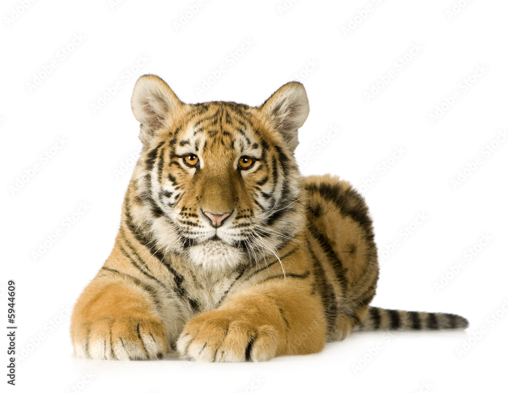 Naklejka premium Tygrysi cub (5 miesięcy)