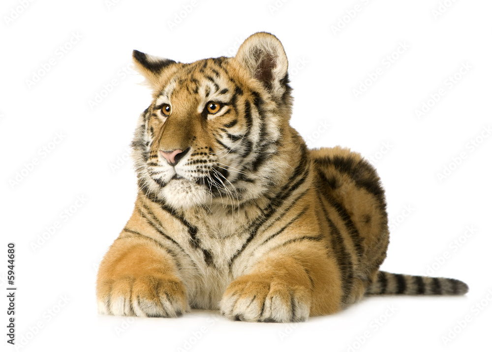 Tiger cub (5 months) Tiger cub (5 months)