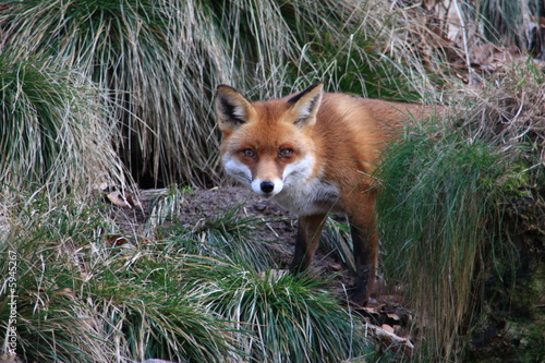 Φωτογραφία fuchs
