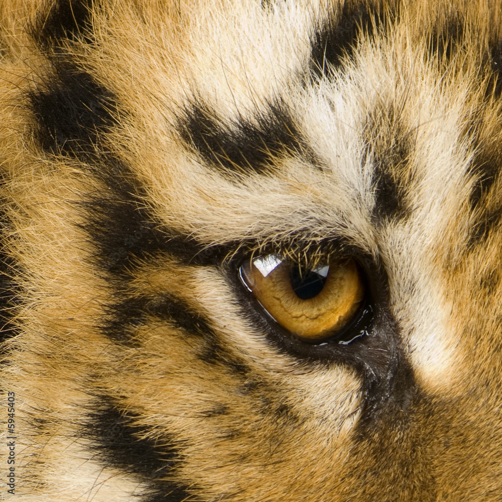 Fototapeta premium Tiger cub (5 months)