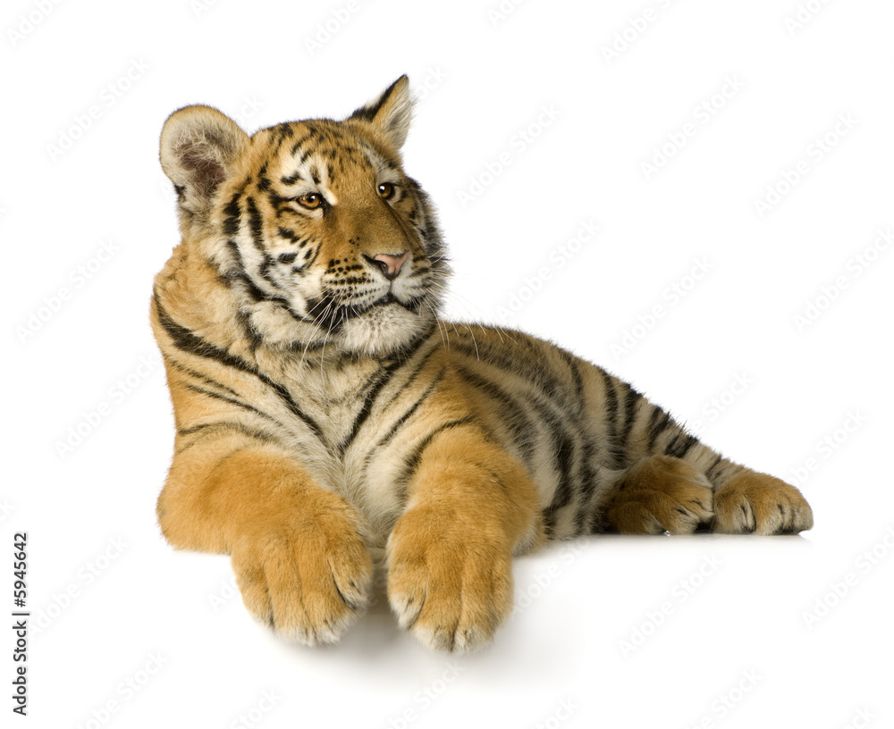 Naklejka premium Tiger cub (5 months)