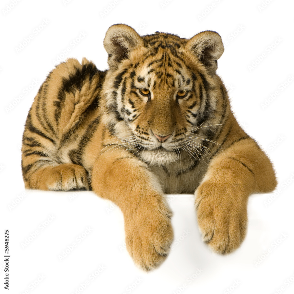 Tiger cub (5 months)