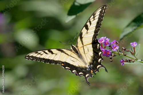 Tiger Swallowtail Butterfly (papilio glaucas © Steve Byland