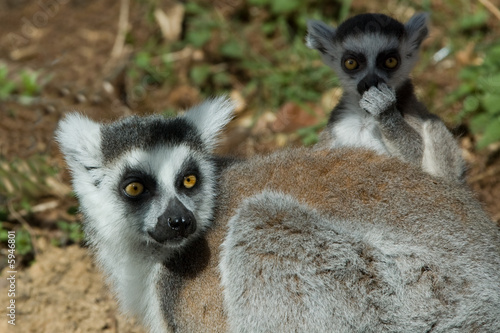 mother and baby lemur