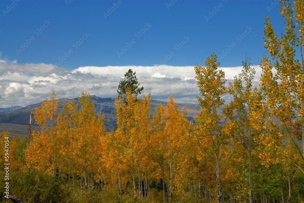 Fototapeta premium Forest in autumn