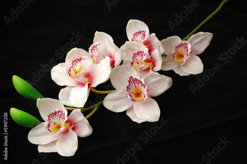 Orchidea