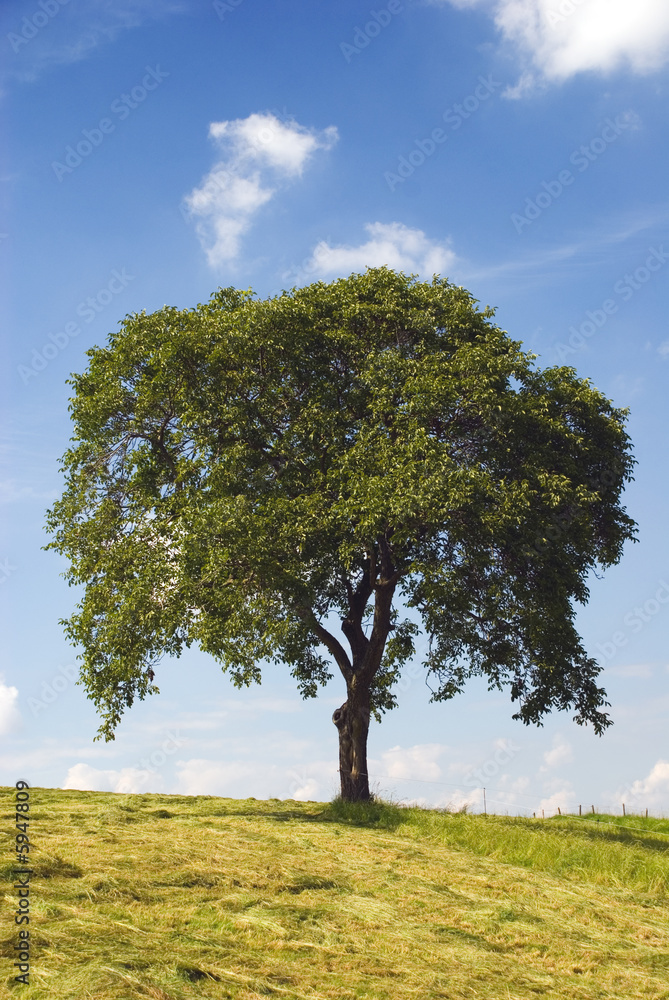 Obraz premium drzewo