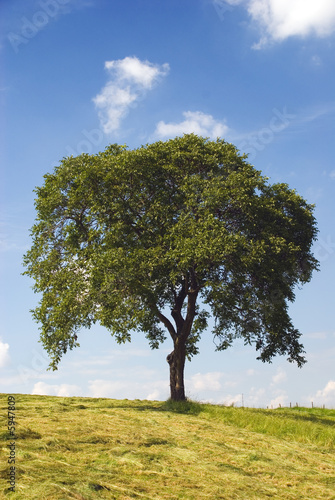 Baum