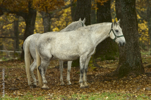 lippizaner