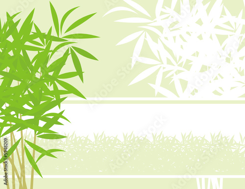 fondo bamboo