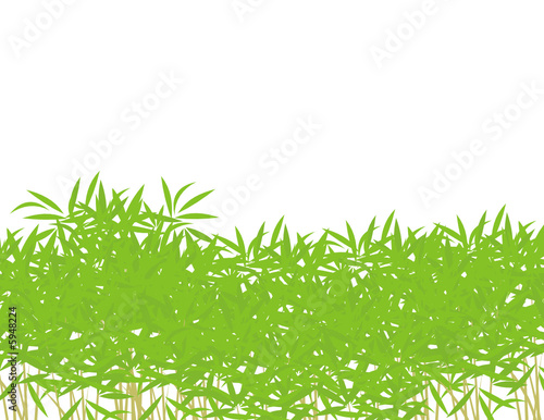 bosque de bambu
