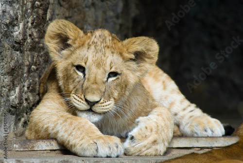 close-up of a cute lion cub