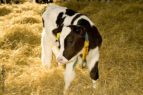cow