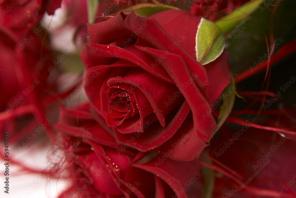 Beautiful bouquet of dark red roses on white Beautiful bouquet of dark red roses on white