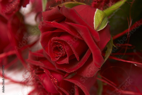 Beautiful bouquet of dark red roses on white