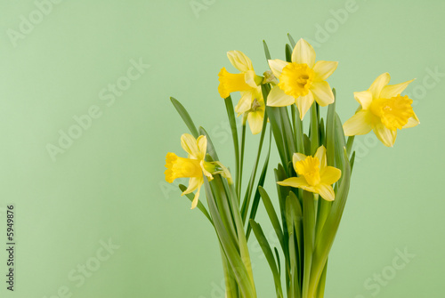 Wallpaper Mural Daffodils (Spring Flowers) Torontodigital.ca