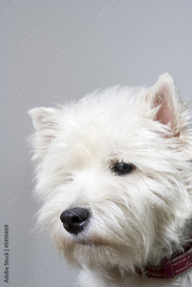 Puppy terrier white facing the camera