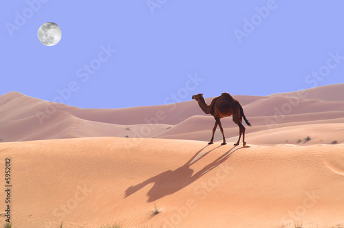 Fotografie dromadaire