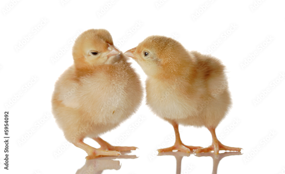Fototapeta premium Two fluffy baby chicken isolated against white background