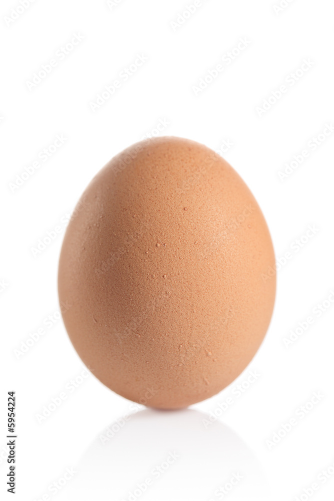 One animal egg isolated against white background One animal egg isolated against white background
