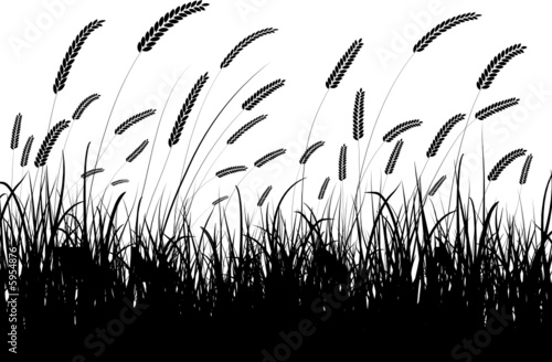 Silhouette of wheat and grass