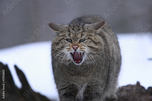 Wildkatze