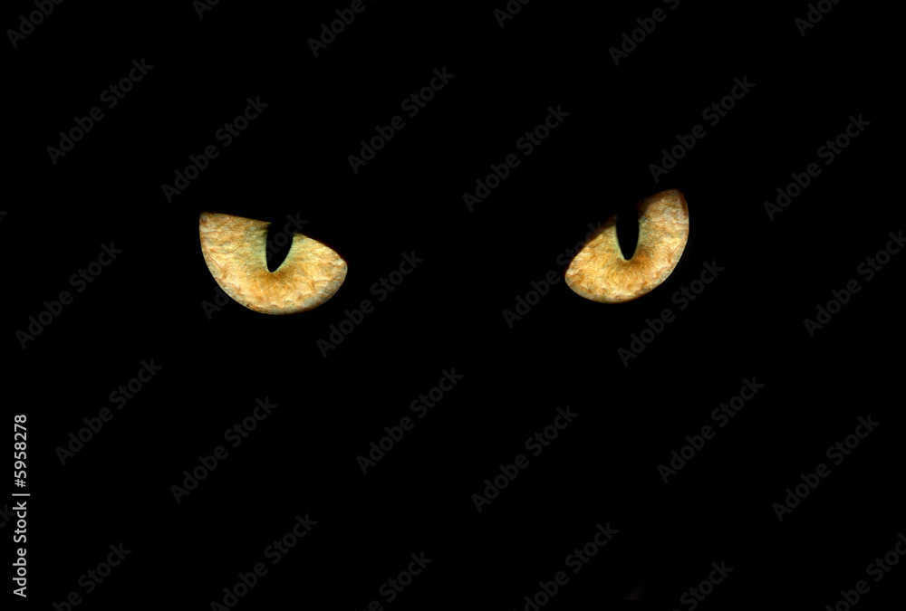 Obraz premium cat eyes in dark