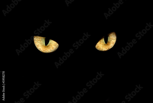 cat eyes in dark
