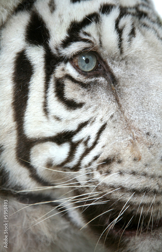 White tiger (Panthera tigris tigris) eye © Vladimir Wrangel