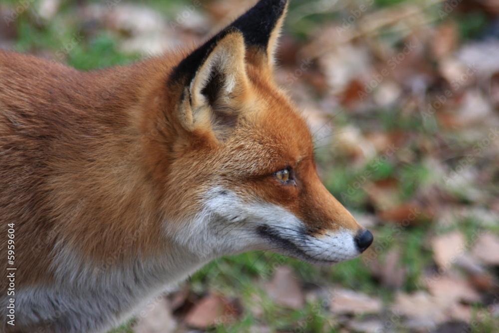 fuchs fuchs
