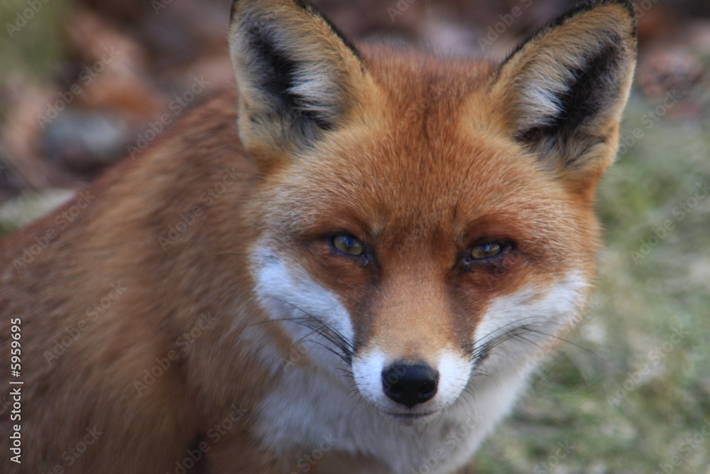 fuchs fuchs