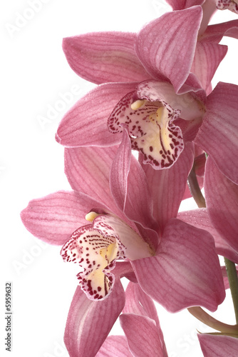 Orchidee 2 photo