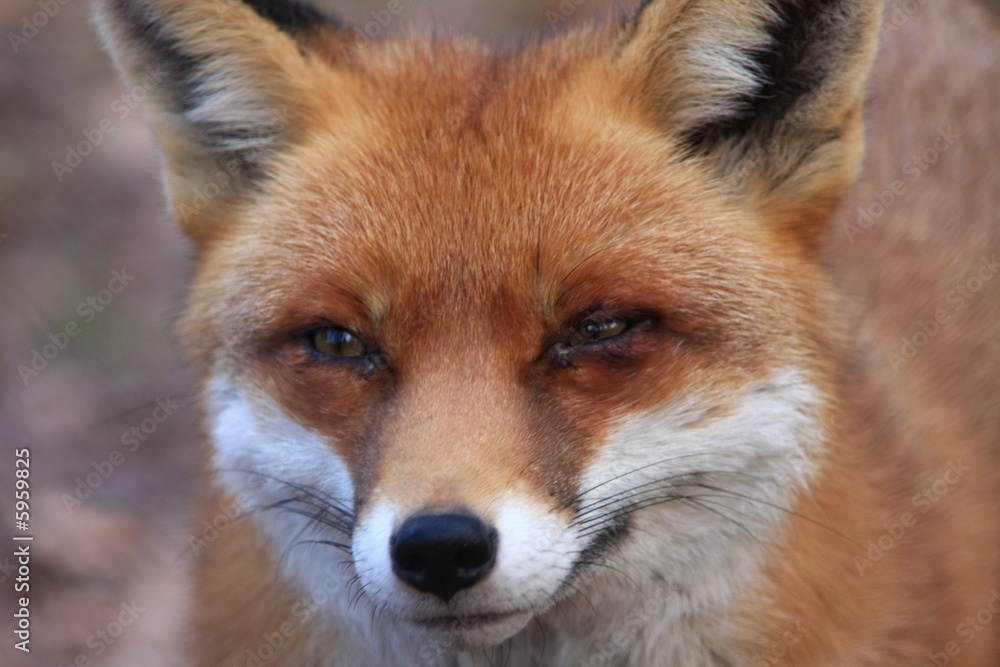 fuchs fuchs