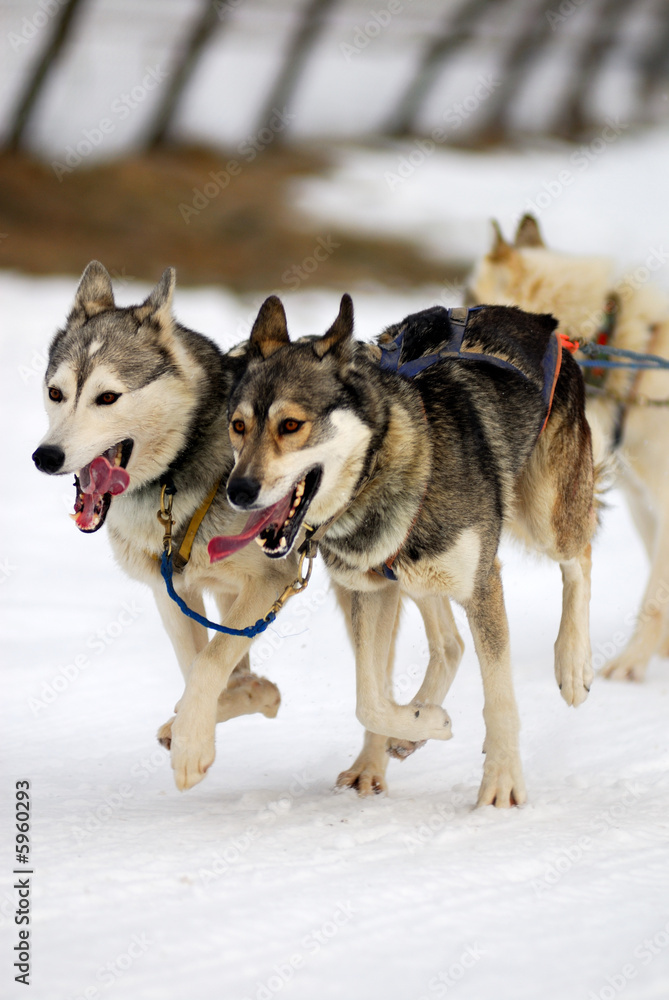 Chiens de traineaux