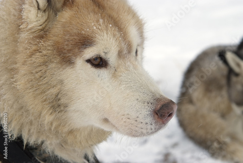 Close Up portrait of a Greenland Sledge Dog