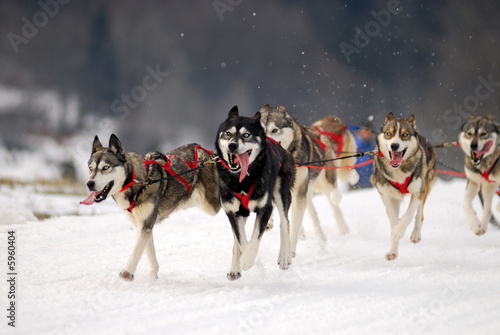 Chiens de traineaux