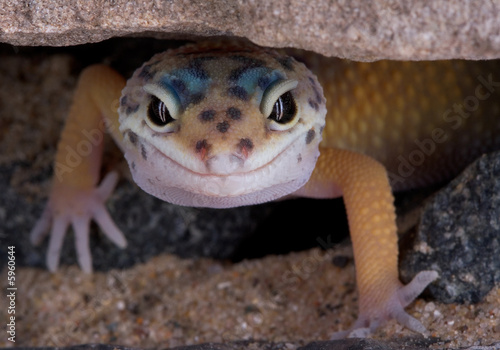 Leopard gecko staring under rock